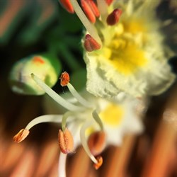 Объектив-линза Mixberry набор 3в1 (Цвет: Чёрный) - фото 15815