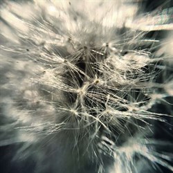 Объектив-линза Mixberry набор 3в1 (Цвет: Чёрный) - фото 15816